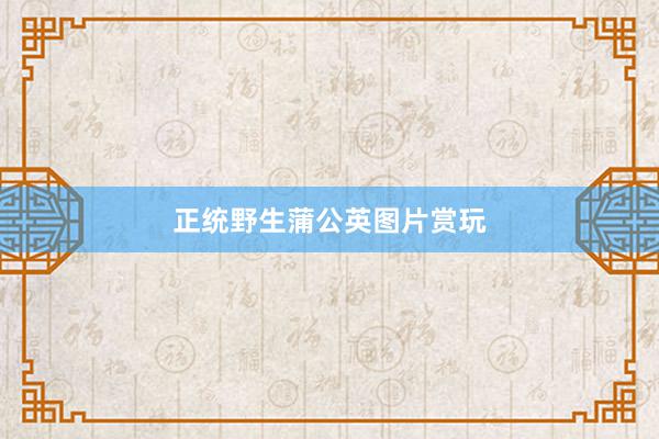 正统野生蒲公英图片赏玩
